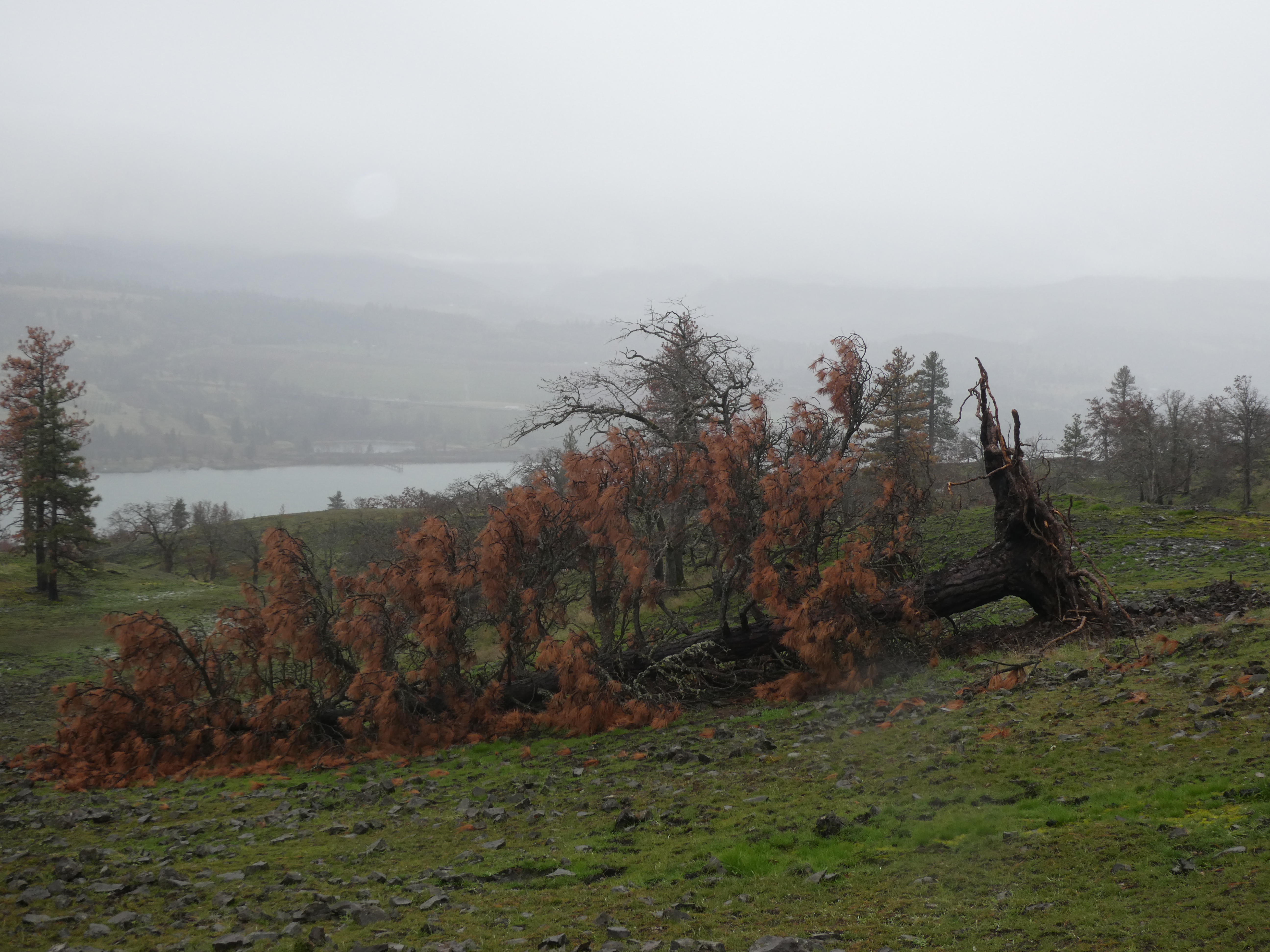 Burnt Ponderosa Pine that fell after rain